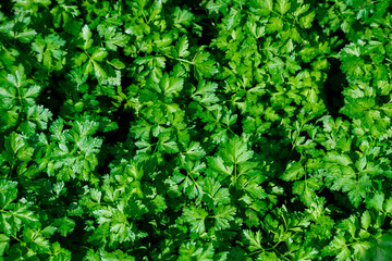 Green background of young parsley shoots. Top view of the garden with grown parsley.