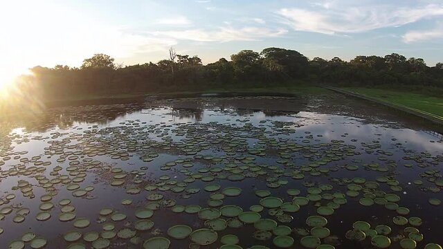 Aerial Vit&oacute;ria R&eacute;gia - Pantanal / Brazil