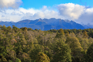Dense native forest in the Fiordland region of New Zealand's South Island, with distant mountains on the horizon