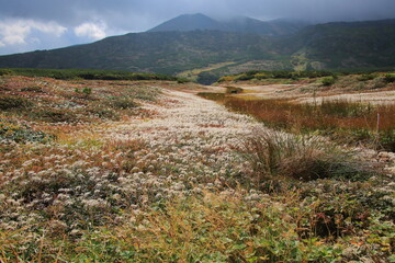 【北海道】大雪山のチングルマの紅葉
