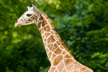 Obraz premium Junge Giraffe