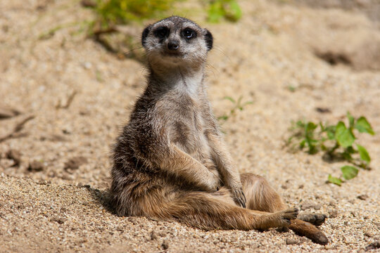 Erdm&auml;nnchen
