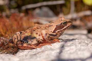 brown toad close up