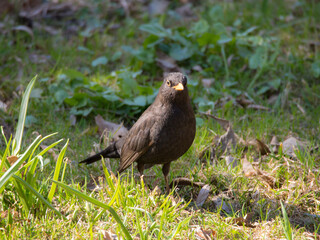 blackbird on the grass