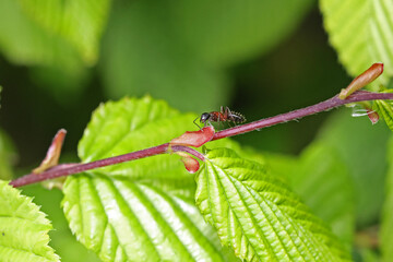 The ant is crawling on the plant