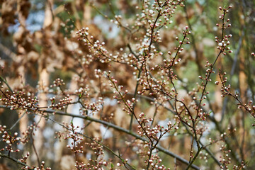 drzewo ,wiosna © Marcin Łazarczyk