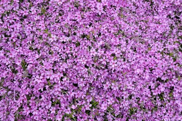 Texture with a lot of purple flowers Phlox subulata (creeping phlox, moss phlox, moss pink, mountain phlox)