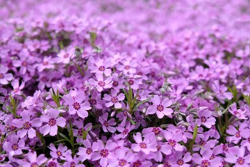 Texture with a lot of purple flowers Phlox subulata (creeping phlox, moss phlox, moss pink, mountain phlox)