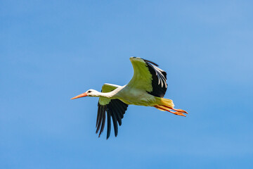 Obraz premium Störche - Der Storch