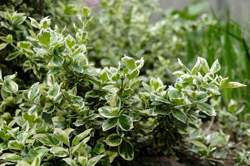 Nice green garden plant Euonymus fortunei (spindle, Fortune's spindle, winter creeper,...