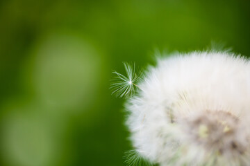 dandelion with green background, springtime
