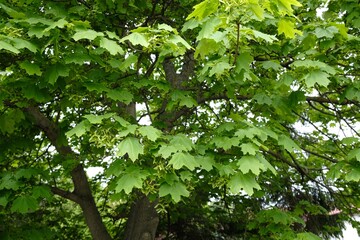 Acer tree in spring. Bunches of fruits of Acer platanoides, also known as Norway maple. The fruit is a double samara with two winged seeds.