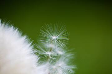dandelion with green background, springtime