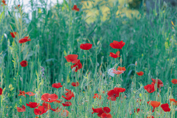 真っ赤なポピーたち2