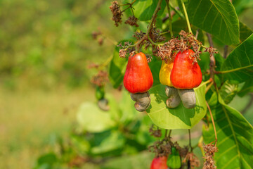 red ripe cashew apple(anacardium occidentale) near harvest hanging on tree in economic crop north...