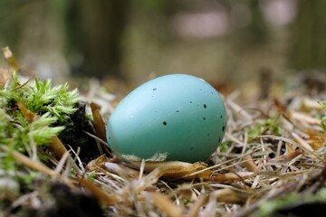 A blue polka dot thrush egg lies on moss in forest. The thrushes sometimes lay their eggs outside the nest.
