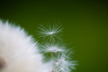 dandelion with green background, springtime