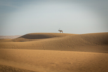 Fototapeta na wymiar Tierbegegnung in der Wüste in der Nähe von Dubai