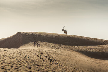 Tierbegegnung in der Wüste in der Nähe von Dubai