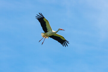 Obraz premium Störche - Der Storch