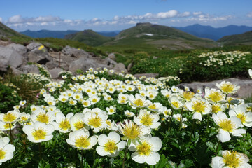 【北海道】大雪山の高山植物チングルマ
