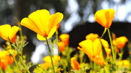 Yellow flowers on meadow natural summer background, blurred image, selective focus