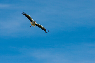 Obraz premium Störche - Der Storch