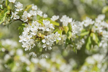 Blooming fruit tree, cherry or pear, white tree spring blossom with artistic bokeh