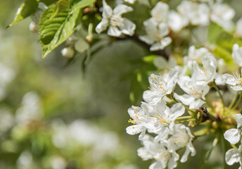 Blooming fruit tree, cherry or pear, white tree spring blossom with artistic bokeh