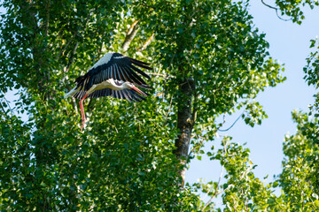 Störche - Der Storch