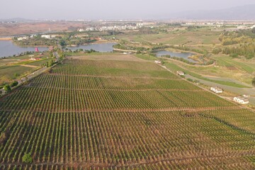 Fototapeta na wymiar Aerial view of vineyards in Dongfengyun park in Mile, Yunnan - China