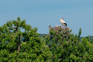 Störche - Der Storch