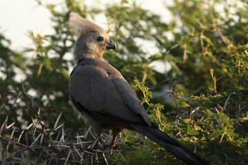 The grey go-away-bird (Crinifer concolor), also known as grey lourie, sitting on the dry bush.