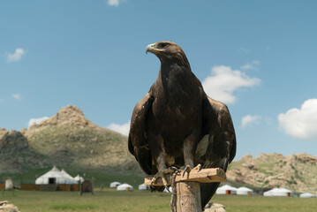 eagle bird falconry sitting on a pole