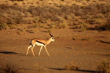 The springbok (Antidorcas marsupialis) male walking in in dry Kalahari sand.