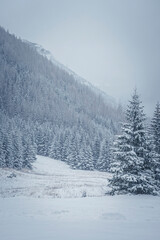 Fototapeta na wymiar Steep hill and coniferous forest growing on it, Western Tatra Mountains, Poland. Winter in the national park. Selective focus on the trees, blurred background.