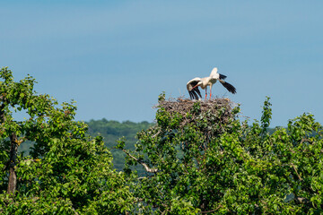 Störche - Der Storch