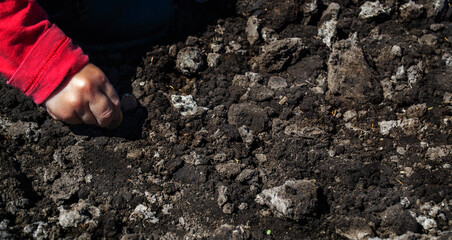 child sow pumpkin on farm, Selective focus