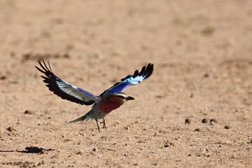 The flying Lilac-breasted Roller (Coracias caudatus) flying over the dry sand in Kalahari desert. - obrazy, fototapety, plakaty