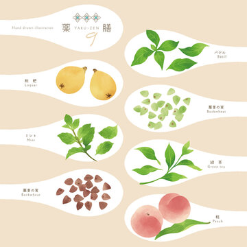 薬膳 / 漢方食材 / ひとさじイラスト-9