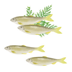 鮎の手描きイラスト