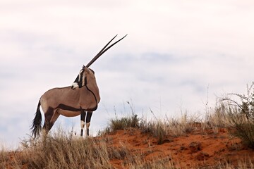 The gemsbok or gemsbuck (Oryx gazella) staying on the red sand dune with red sand and dry grass around.