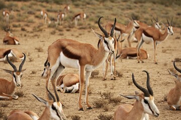 The group of  springboks (Antidorcas marsupialis) in dry Kalahari sand.