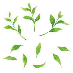 緑茶の手描きイラスト