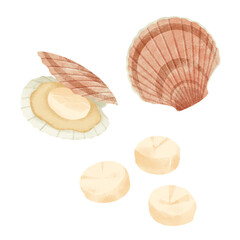 ホタテの手描きイラスト