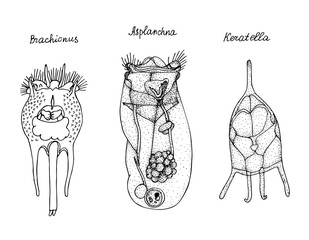 Wheel animal. Black and white hand drawn illustration.