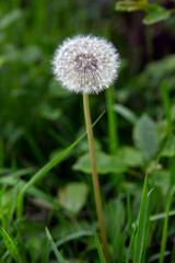 Seeds of dandelion. Taraxacum