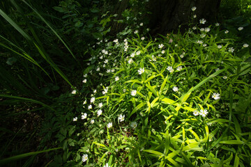 wiosenna polana  © Tomasz Maślisz