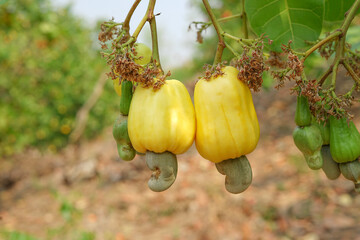 yellow cashew apple(anacardium occidentale) near harvest hanging on tree in economic crop north of...