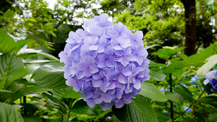 まん丸の紫の紫陽花(アジサイ)の花　1715